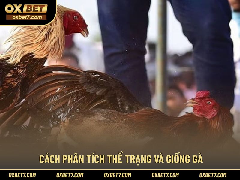 Đánh giá thể trạng và giống để áp dụng mẹo cược đá gà